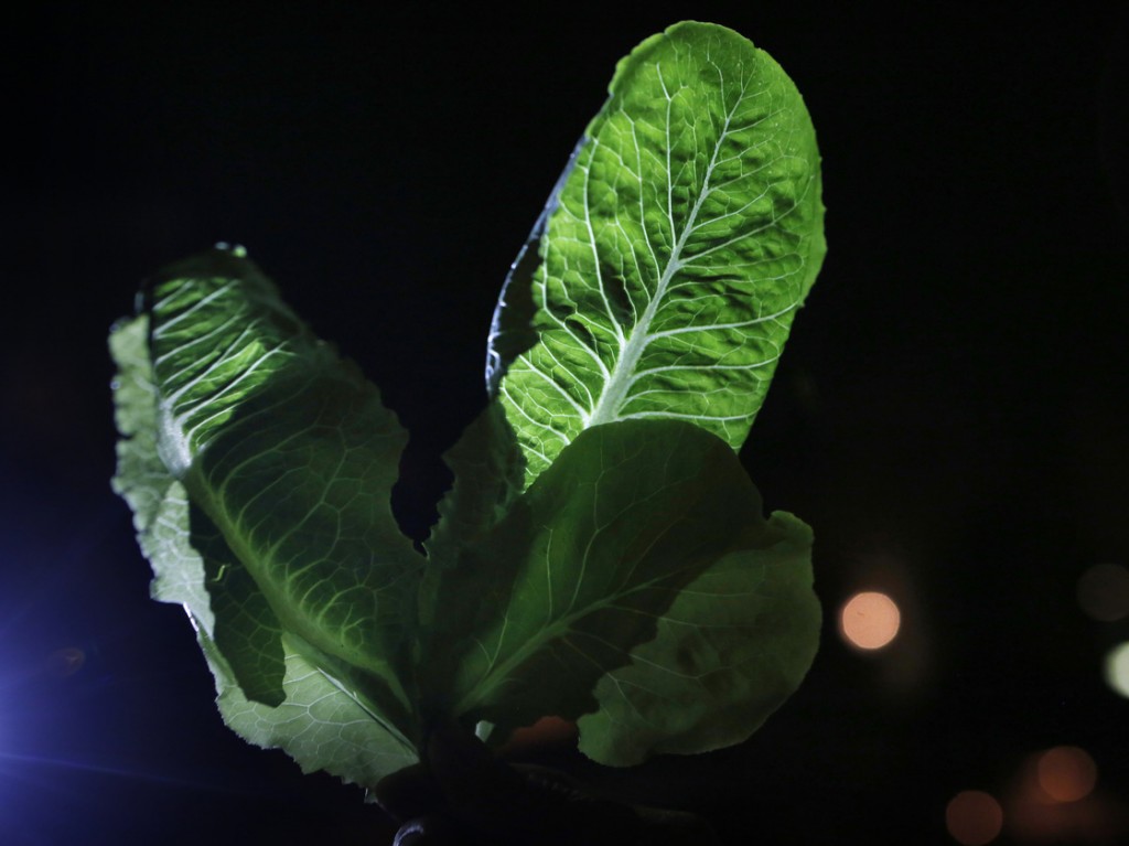 Researchers at Rice University conducted lab studies using light-dark cycles to try to coax more beneficial compounds out of fruits and vegetables. Photo: Heather Rousseau/NPR