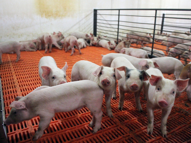 These pigs, newly weaned from their mothers, are at their most vulnerable stage of life. They're getting antibiotics in their water to ward off bacterial infection. Photo: Dan Charles/NPR