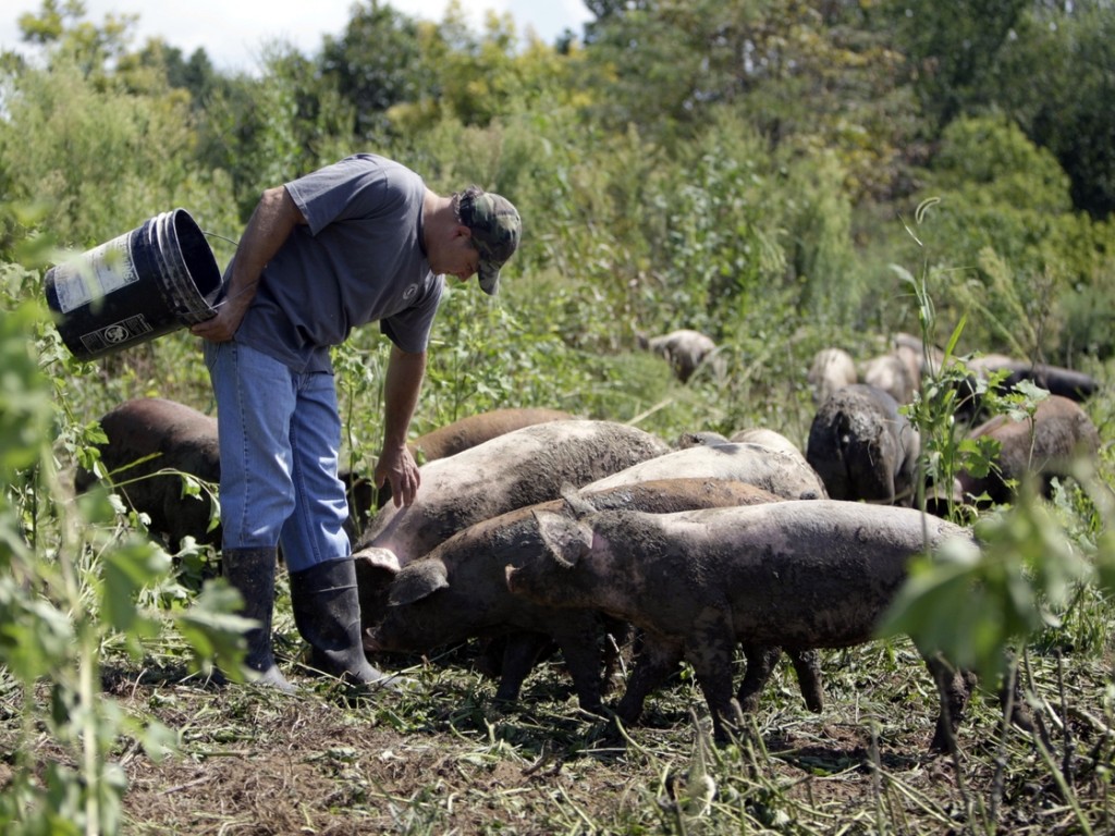 Russ Kremer with some of his hogs on his farm in Frankenstein, Mo., in 2009. Instead of buying conventional feed, Kremer grazes his hogs in a pasture, and grows grains and legumes for them. Photo: Jeff Roberson /AP
