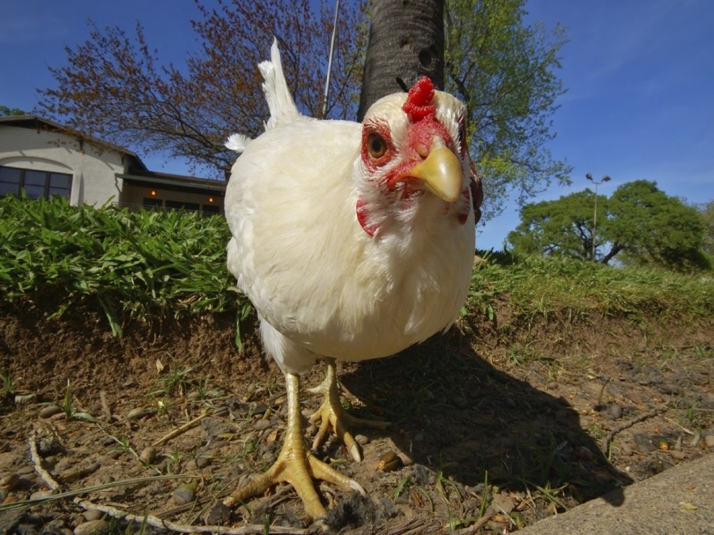 Don't leave me: Many cities allow hens but not roosters. Photo: iStockphoto.com