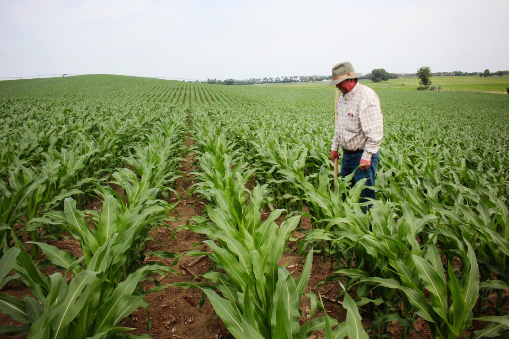 Crop consultant Dan Steiner inspects a field of corn near Norfolk, Neb. Photo: Dan Charles/NPR