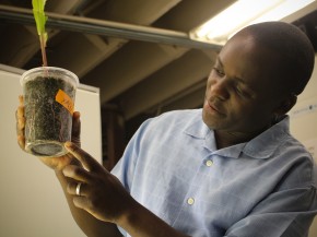 David Wangila points to a tiny rootworm larva in the soil surrounding the roots of a corn plant in his laboratory. Photo: Dan Charles/NPR