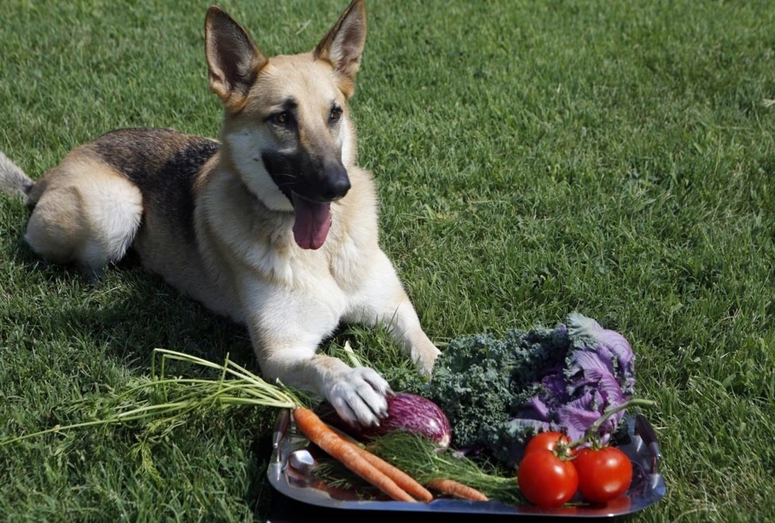 Producers of farm-to-dog-bowl food say the concept is more about locavorism and sustainability than about pampering pooches. Photo: Heather Rousseau/NPR