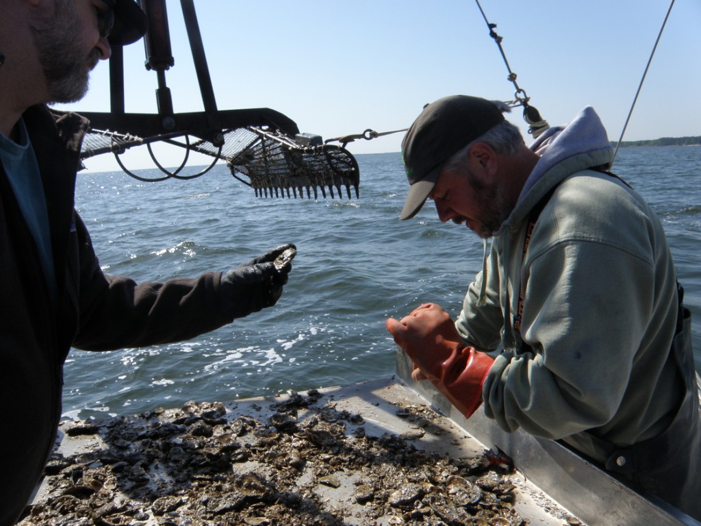 A scientist and a waterman examine oysters hauled up from the Potomac River, which flows into the Chesapeake Bay. Photo: Pamela D'Angelo/for NPR