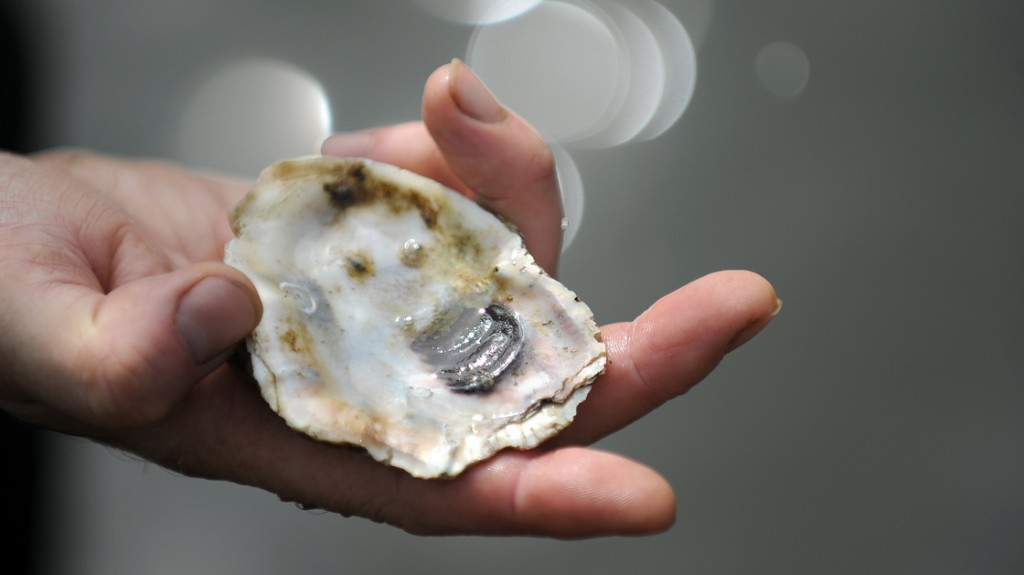 Young oysters live on old oyster shells and slowly mature while forming a complete shell. Photo: Astrid Riecken/Washington Post/Getty Images