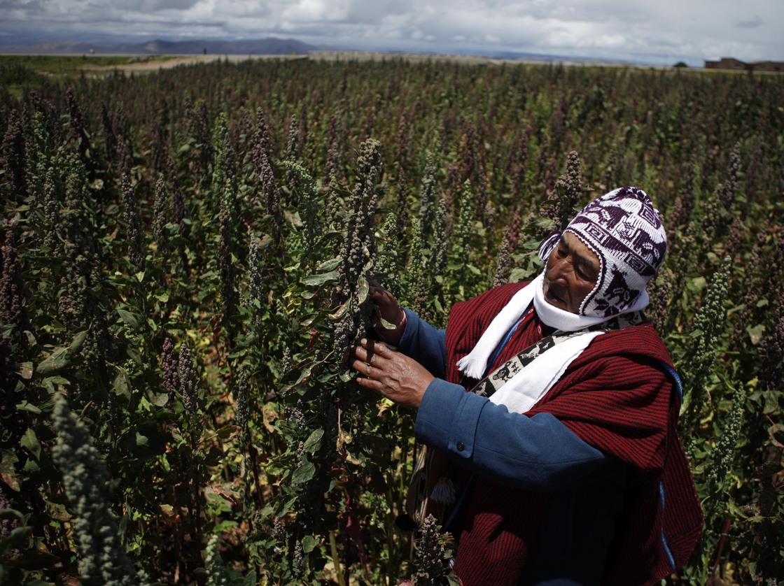 Farmer Geronimo Blanco shows his quinoa plants in Patamanta, Bolivia, in February. A burgeoning global demand for quinoa has led to a threefold price increase since 2006. Photo: Juan Karita/AP
