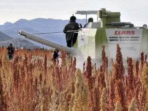 A combine harverster at work in a quinoa field in Pukara, southern Bolivia, in March. Bolivia produces 70 percent of the world's quinoa. Photo: Aizar Raldes/AFP/Getty Images