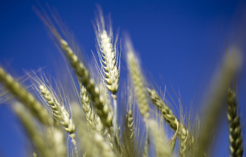 Wheat grows in a test field at Oregon State University in Corvallis. Some scientists believe that there's a chance that genetically modified wheat found in one farmer's field in May is still in the seed supply. Photo: Natalie Behring/Bloomberg via Getty Images