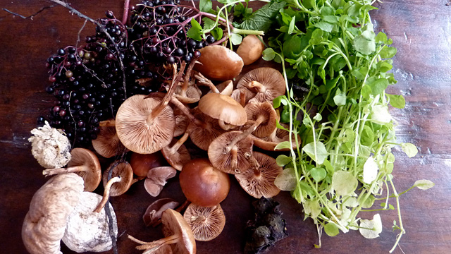 Foraged mushrooms. Photo:  kattebelletje/Flickr