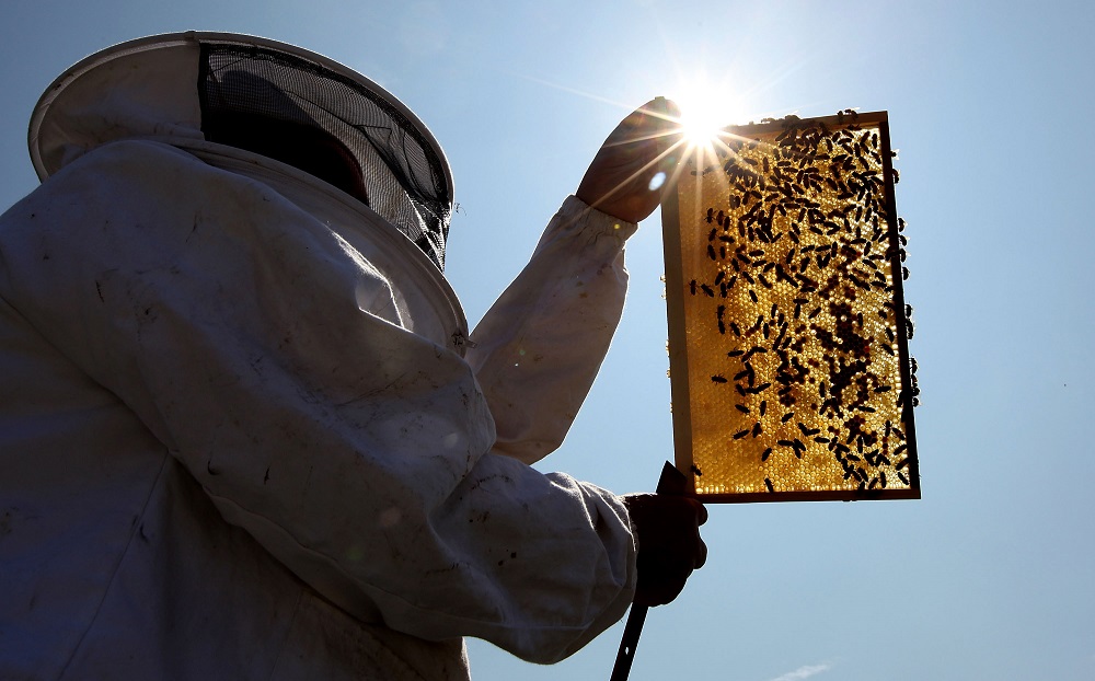 Beekeeper and Chairman of The London Beekeepers Association John Chapple installs a new bee hive on an urban rooftop garden in 2009 in London, England. The UK has an estimated 274,000 bee colonies, with each one containing around 20,000 bees.Photo: Dan Kitwood/Getty Images