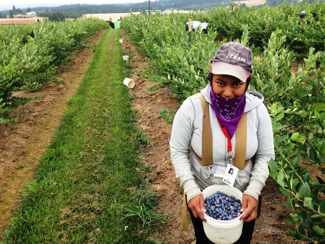 Picker Erika Nicolas Garcia, 18, fills her pail at a blueberry farm near Hillsboro, Ore. Photo: Anna King/Northwest Public Radio