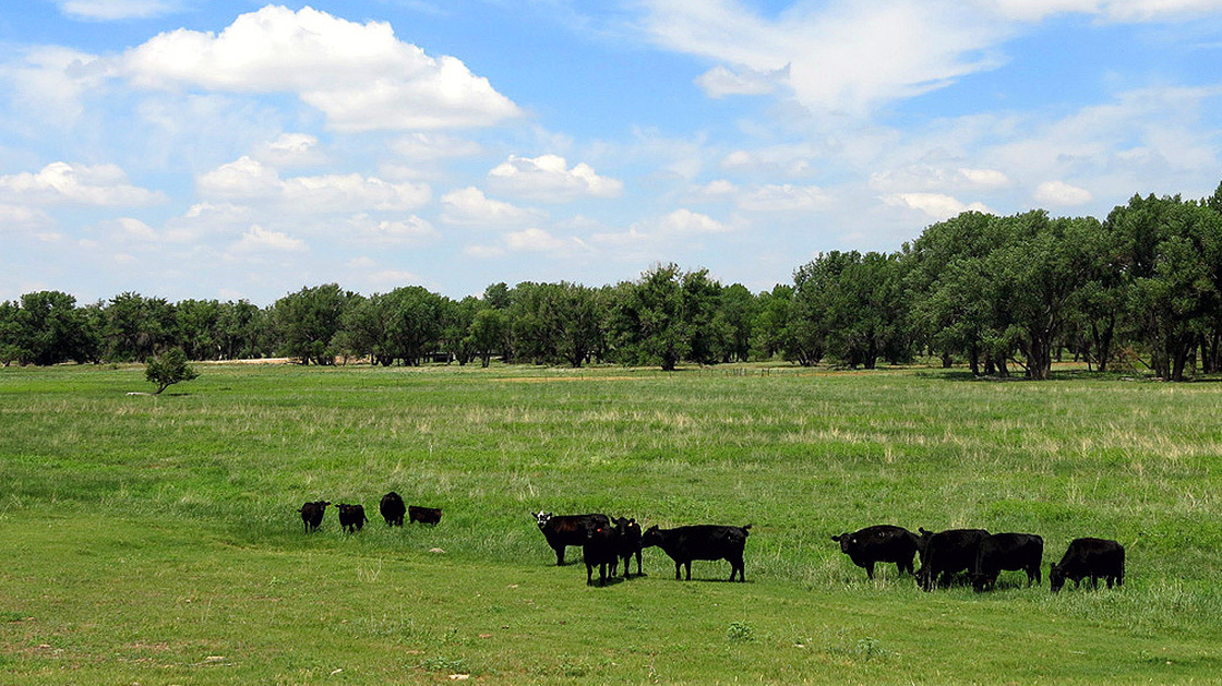 Fox Ranch, outside Yuma County, Colo., is a 14,000-acre nature preserve and working commercial cattle ranch. The ranch is used by the Nature Conservancy to put into practice its panned grazing technique. Photo: Luke Runyon/Harvest Public Media