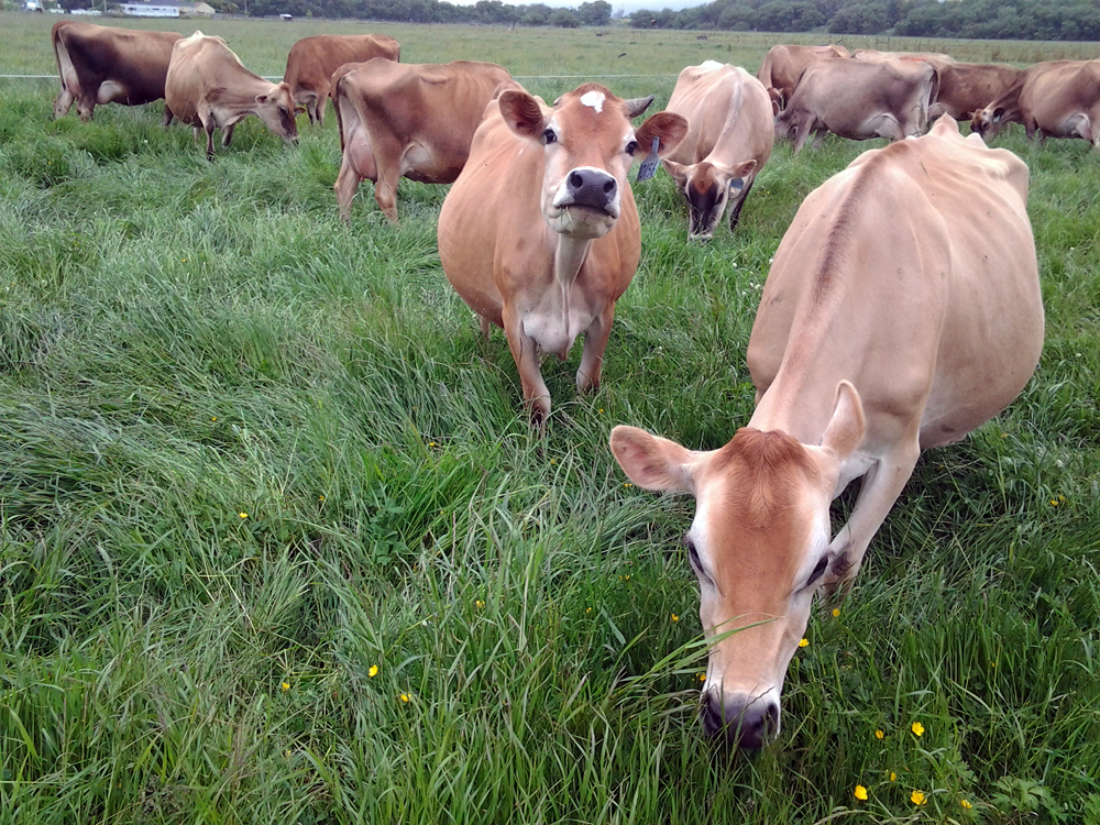 Grassmilk Jersey cows on the Regli farm. Photo: Mary Ladd