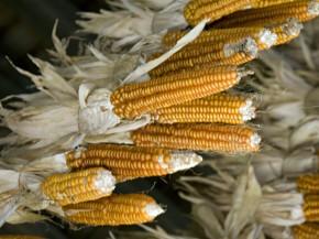 The heirloom corn variety has only eight rows of kernels and hence, its name: New England Eight Row Flint. Photo: Courtesy of Stone Barns Center for Food & Agriculture