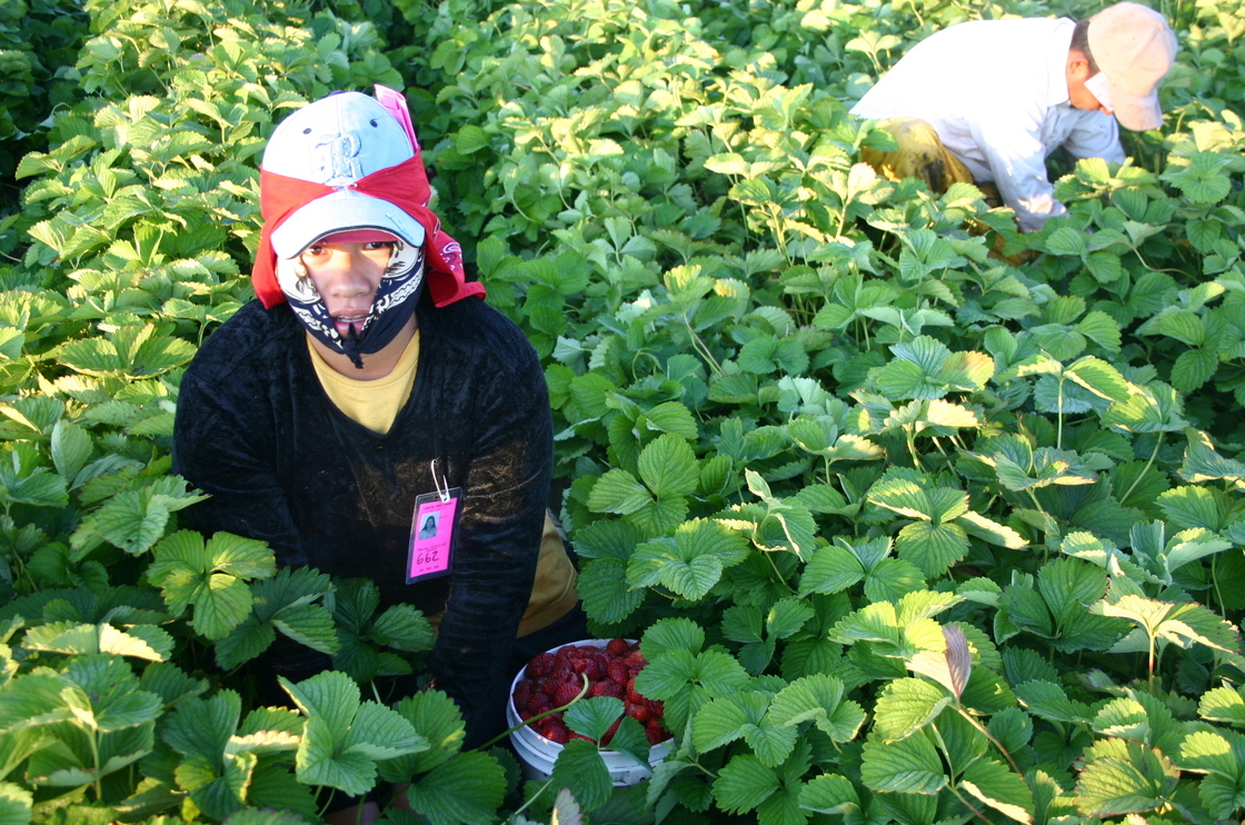 Marcelina, a Triqui Mexican, picks strawberries at a farm in Washington State. Photo: Courtesy of Seth M. Holmes