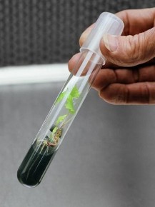 Breeding seedless grapes isn't easy. Scientists have to remove the baby embryos from the plant and grow them in a test tube before later planting them in a field. Photo: Courtesy of David Cain/International Fruit Genetics