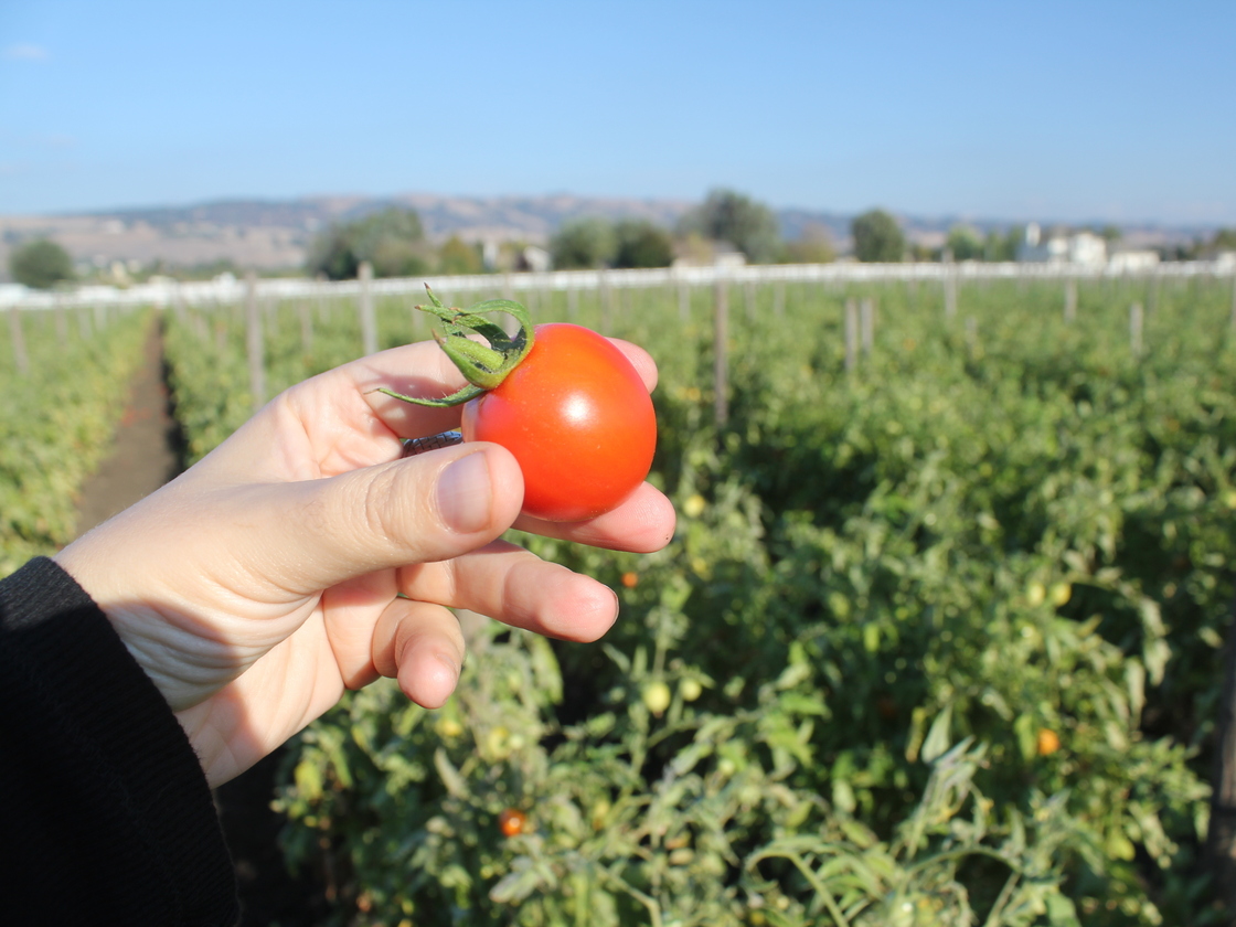 At Happy Boy Farms near Santa Cruz, Calif., Early Girl tomatoes are grown using dry farming methods. The tomatoes have become increasingly popular with chefs and wholesalers. Photo: Courtesy Jen Lynne/Happy Boy Farms