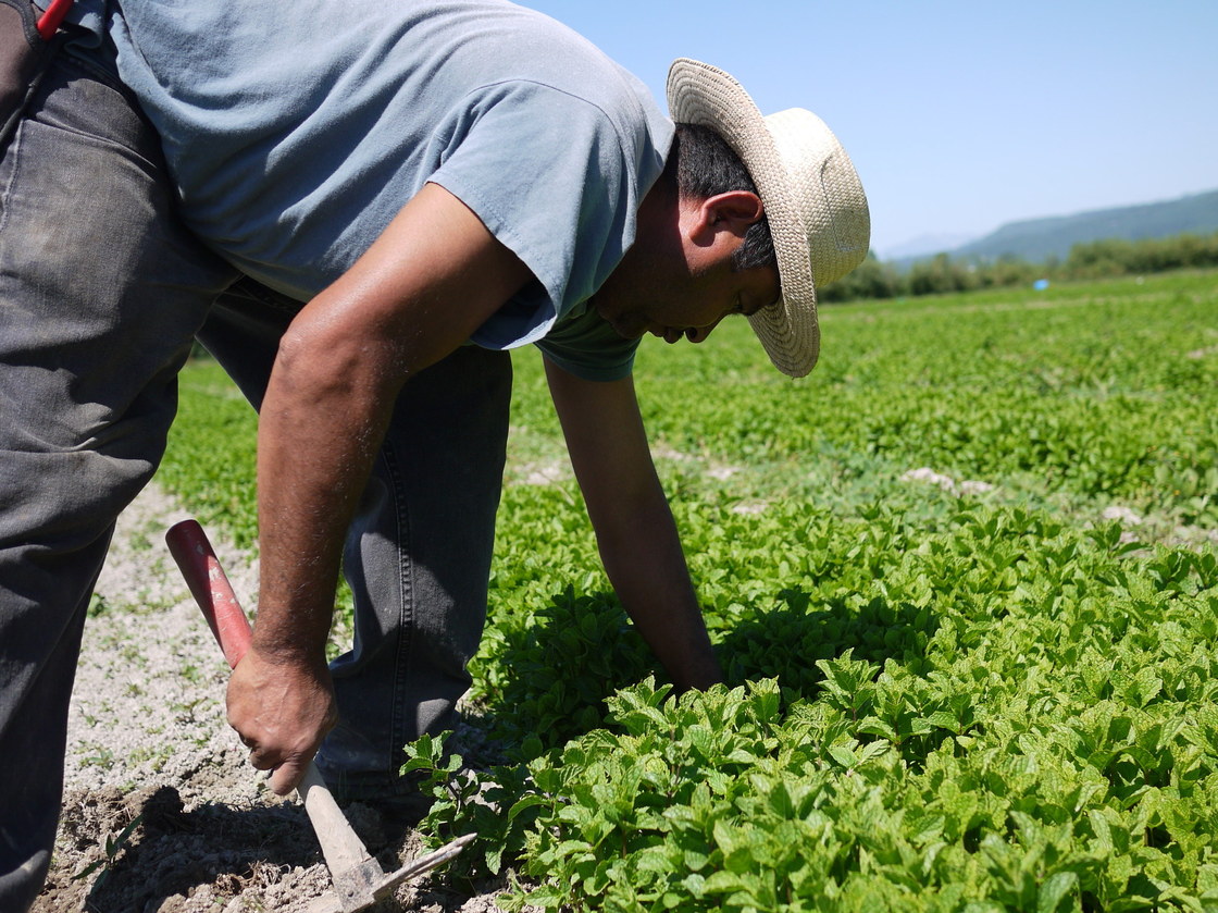 Celerino Sanchez, an H-2A worker from Guerrero, Mexico, weeds rows of mint at HerbCo International in Duvall, Wash. Photo: Liz Jones/NPR