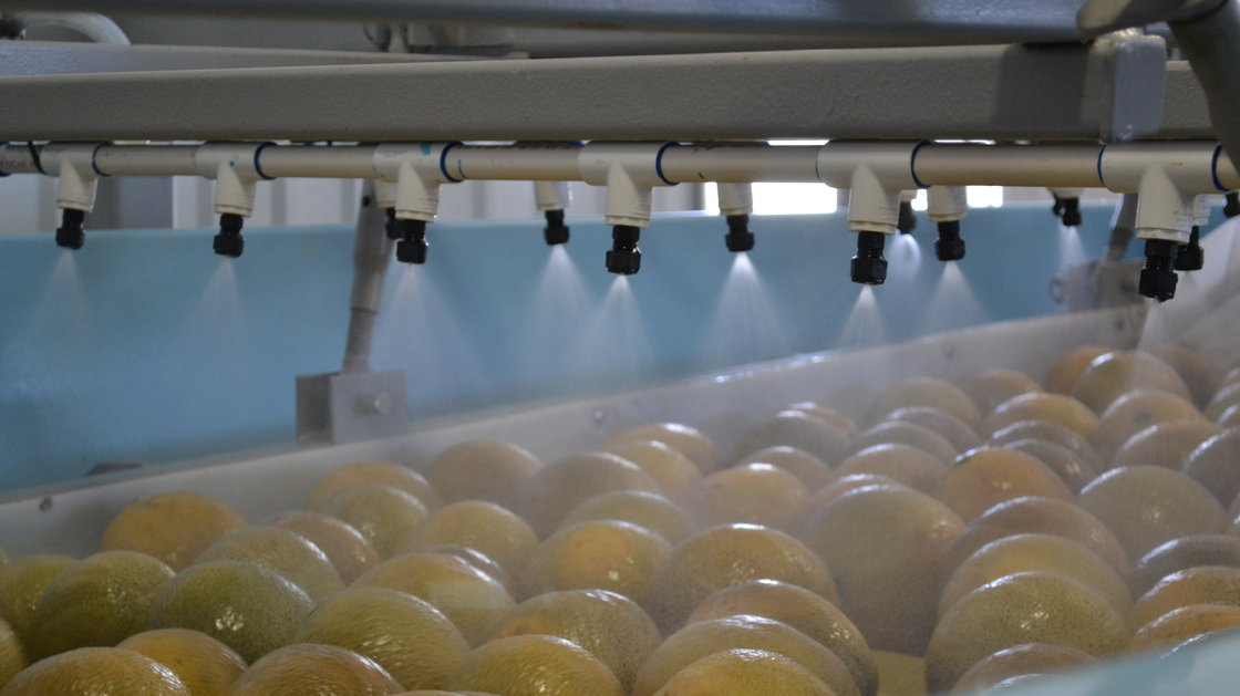 A melon washing station sprays cantaloupes with clean water and sanitizer. Photo: Kristin Kidd/Colorado Public Radio