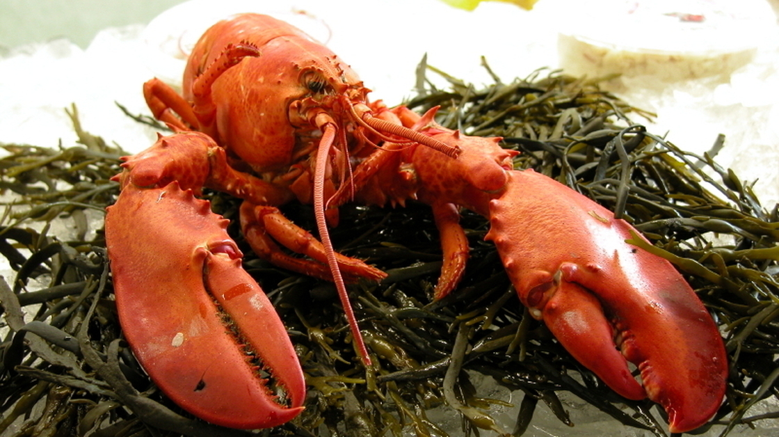 Lobster. Photo: iStock
