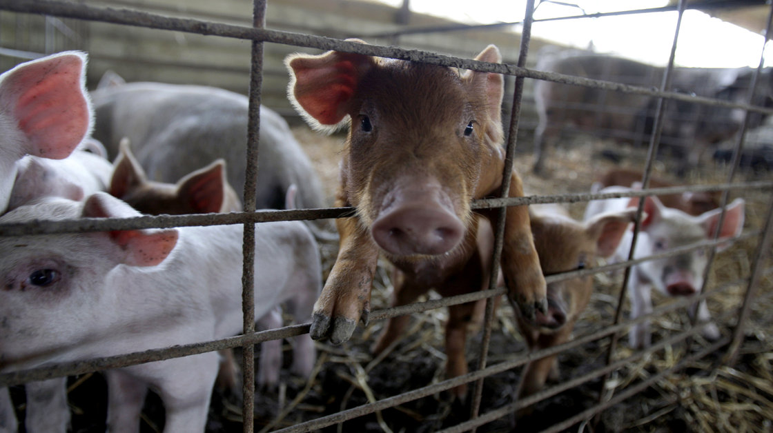 Piglets in a pen on a hog farm in Frankenstein, Mo. Photo: Jeff Roberson/AP