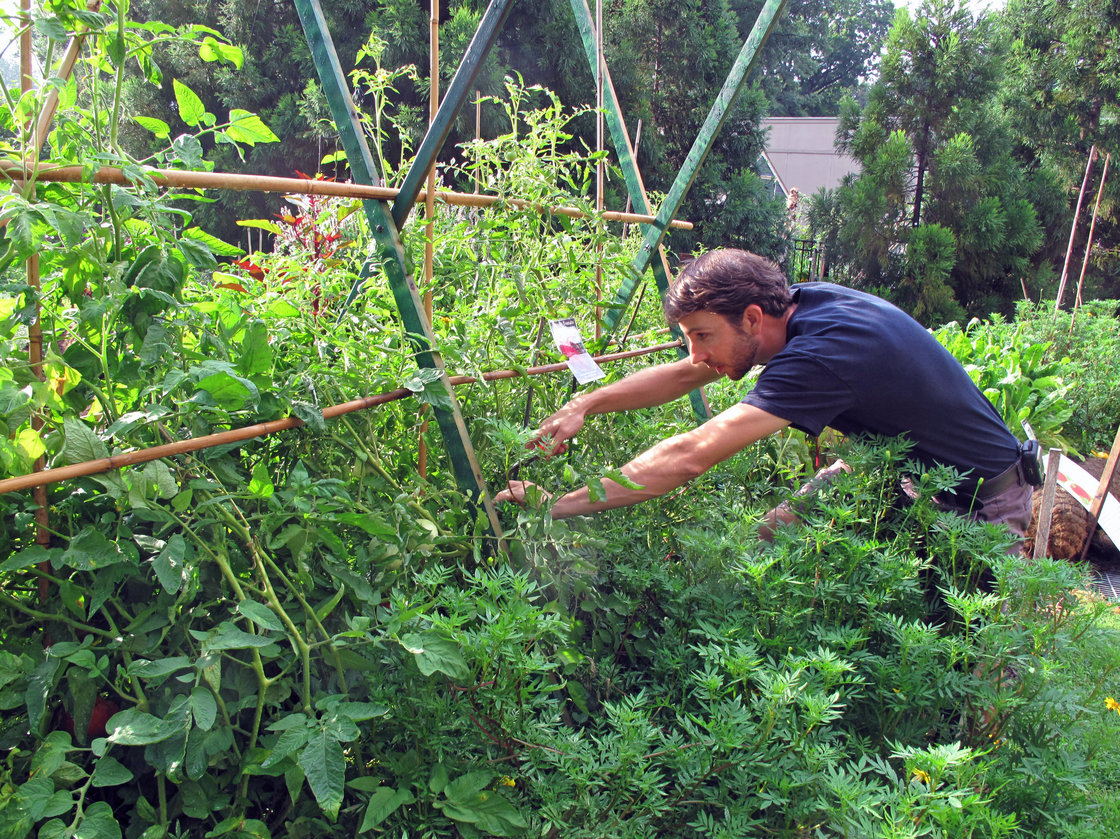 Joe Brunetti, a horticulturalist with Smithsonian Gardens, prunes Cherokee Purple tomato vines at the American Museum of Natural History Victory Garden. Photo: Eliza Barclay/NPR