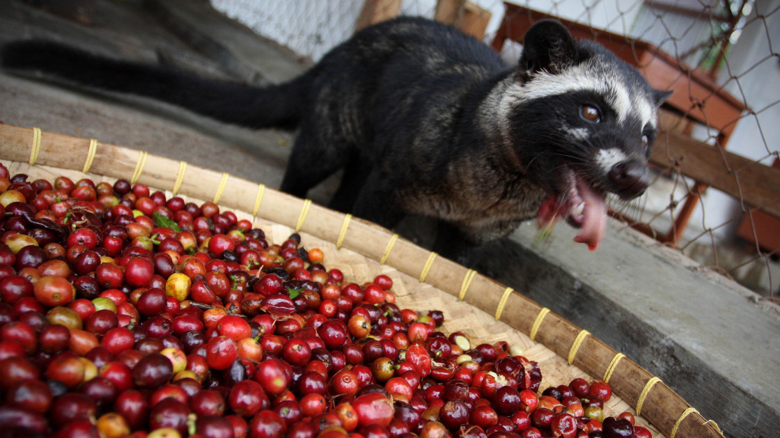 A civet cat eats red coffee cherries at a farm in Bondowoso, Indonesia. Despite their name, civets are more closely related to meerkats and mongooses than cats. Photo: Ulet Ifansasti/Getty Images