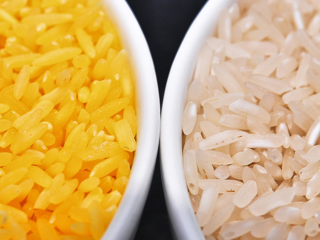 Genetically modified to be enriched with beta-carotene, golden rice grains (left) are a deep yellow. At right, white rice grains. Photo: Isagani Serrano/International Rice Research Institute