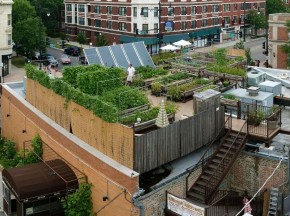 Uncommon Ground, a certified green restaurant in Chicago, hosts an organic farm on its rooftop. Photo: Zoran Orlic of Zero Studio Photography/Uncommon Ground