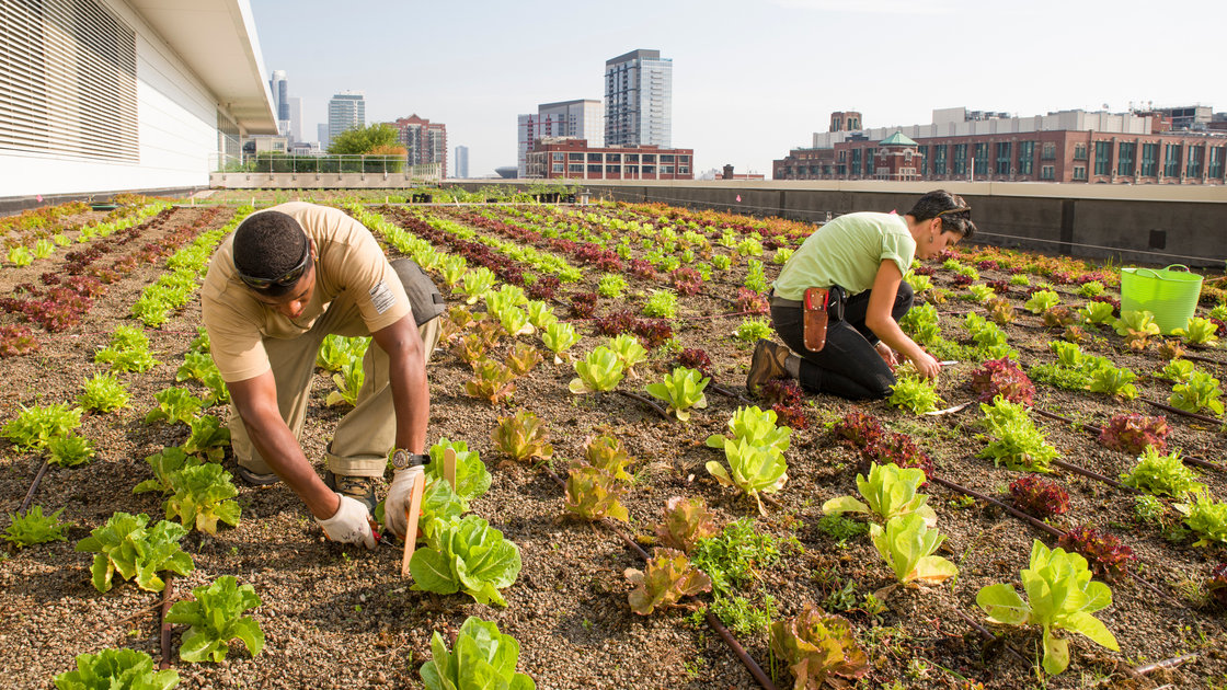 Stacey Kimmons and Audra Lewicki harvest lettuce at the Chicago Botanic Garden's 20,000-square-foot vegetable garden atop McCormick Place West in Chicago. Photo: Courtesy of the Chicago Botanic Garden