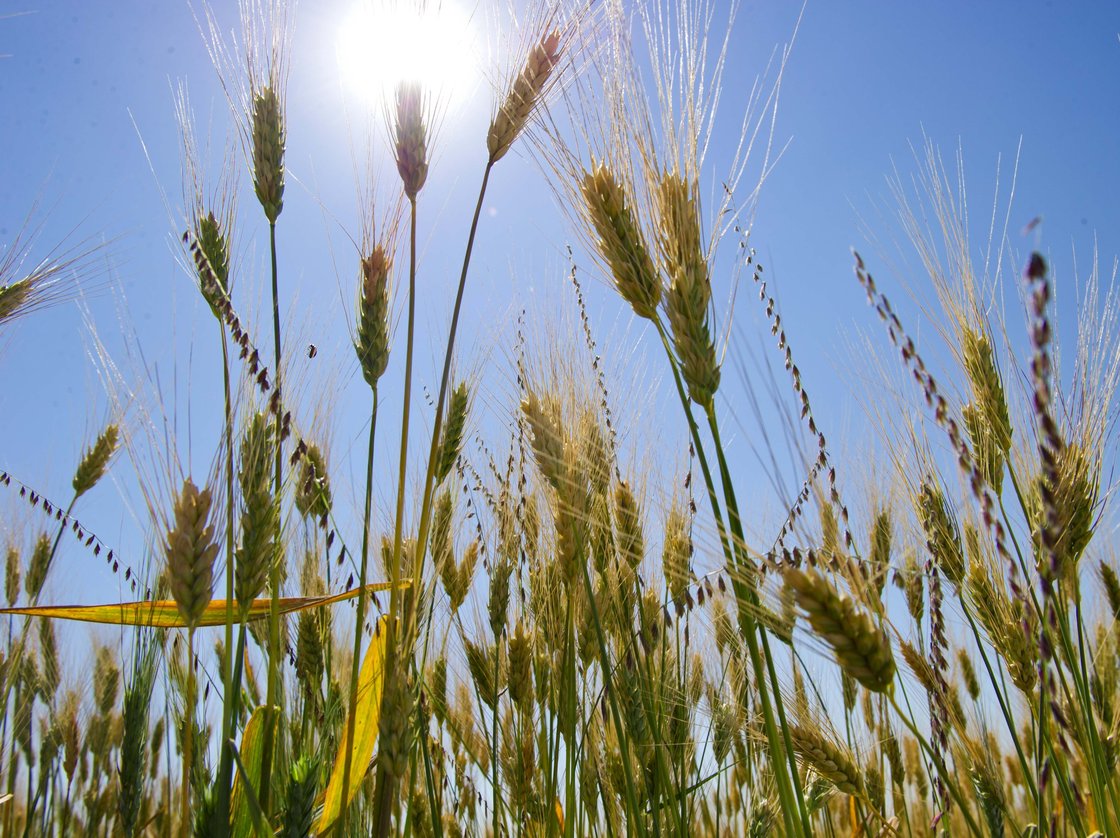 About 40 years ago wheat breeders introduced new varieties of wheat that helped farmers increase their grain yields. But scientists say those varieties aren't linked to the rise in celiac disease. Photo: Karen Bleier/AFP/Getty Images