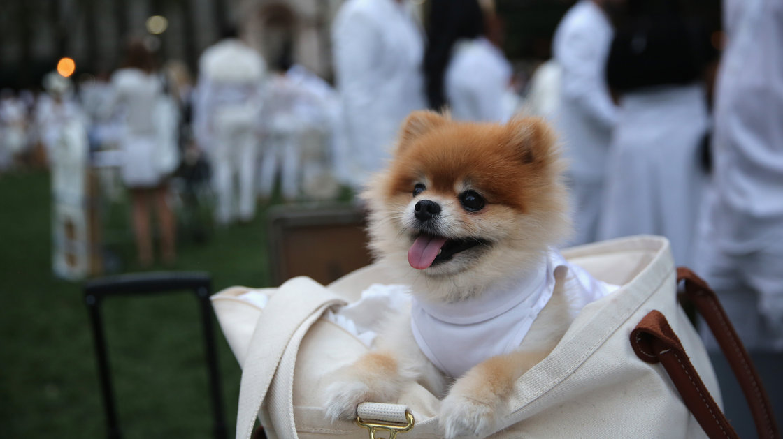 Even four-legged guests observed the chic, strictly white dress code at Wednesday's event. Photo: John Moore/Getty Images