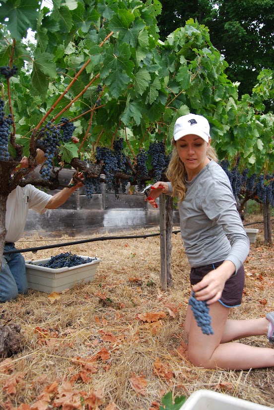 Merlot and Cabernet Franc were more than ready to pick on Hendrick’s family vineyard—some of the clusters had already been decimated by the birds.  Photo: Lisa Regalla