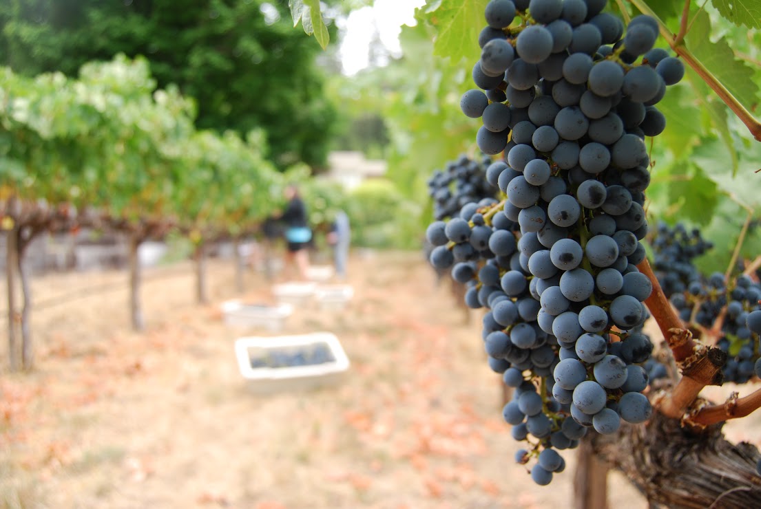 California has the ideal conditions for wine grapes including sediment rich soil coupled with hot days and cool nights, making it the fourth largest wine producer in the world. Photo: Lindsey Hoshaw