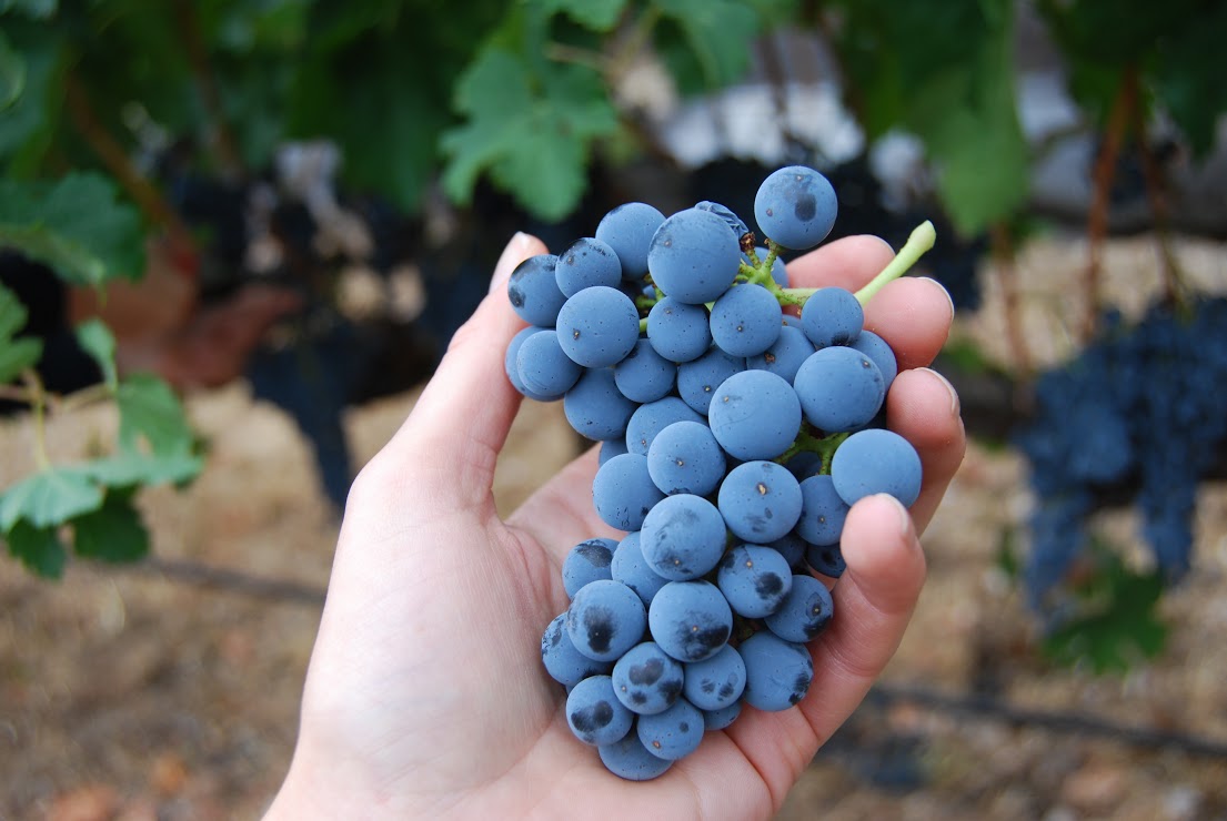 Wild yeast covers Merlot grapes giving them a frosty look. Photo: Lindsey Hoshaw