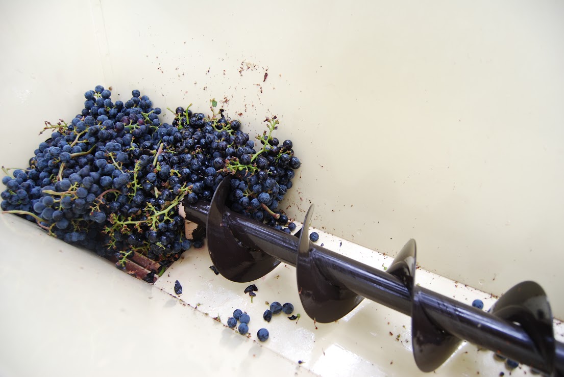 A corkscrew-looking blade in the de-stemmer/crusher separates the stems from the grapes which fall into a bucket below. Photo: Lindsey Hoshaw