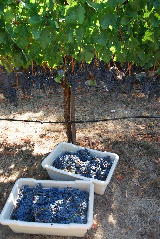 Buckets of Cabernet Franc waiting to be pressed. Though we picked at noon, professional vintners often pick at night to avoid high temperatures. Photo: Lindsey Hoshaw