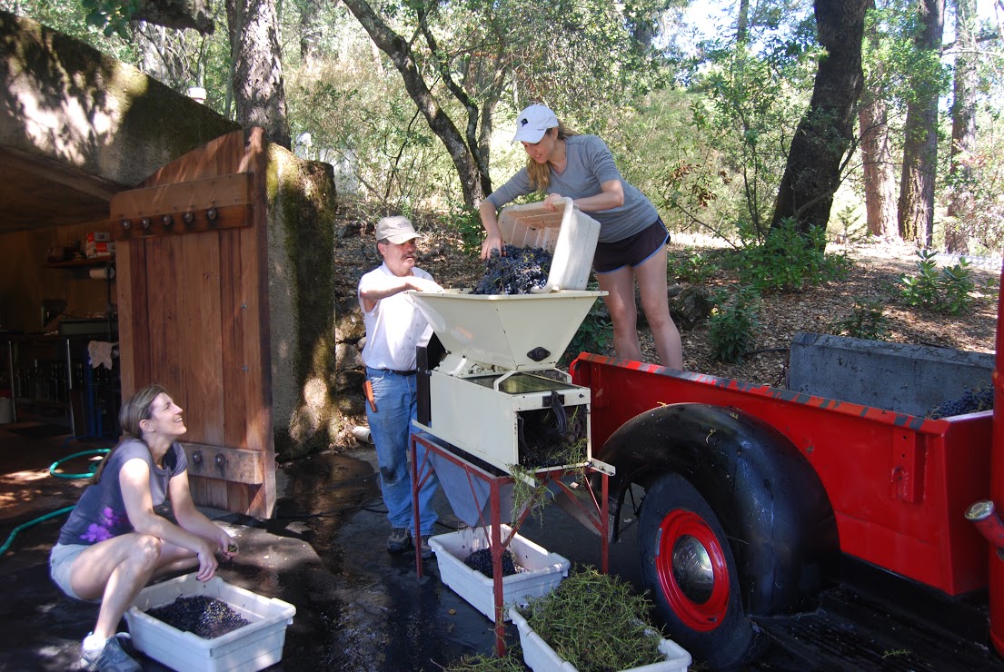 Dumping Cabernet Franc grapes into the de-stemmer/crusher before the juice gets ready for fermentation. Photo: Lisa Regalla