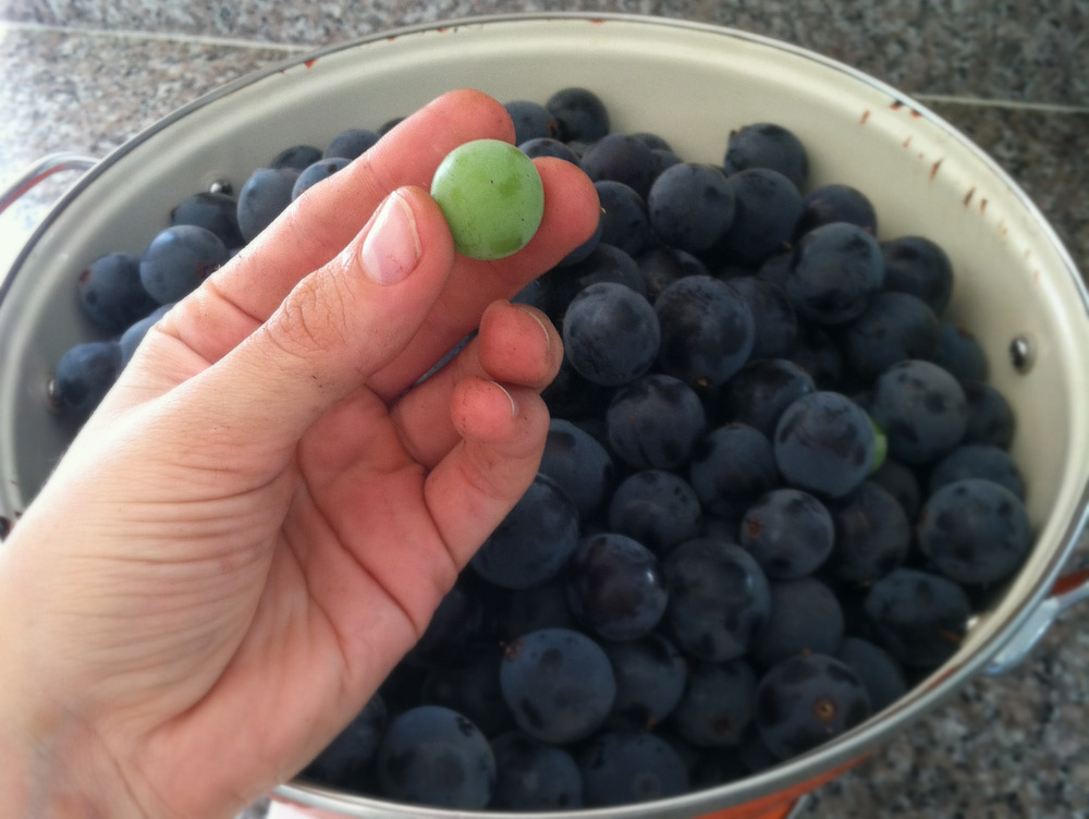 Under-ripe fruit contributes extra pectin to the jelly. Photo: Kate Williams