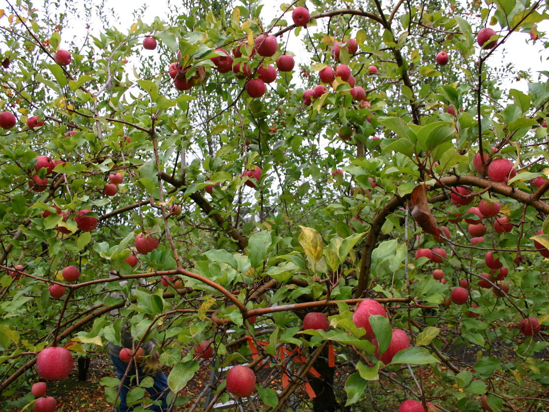 The Midwest Apple Improvement Association planted about 50,000 seeds as part of the development process for the EverCrisp. It takes four or five years before the resulting trees produce fruit. Photo: Courtesy of Bill Dodd