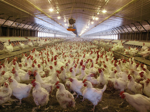 Chickens in a mechanized hatchery in Monroe County, Ala. Photo: Buyenlarge/Getty Images