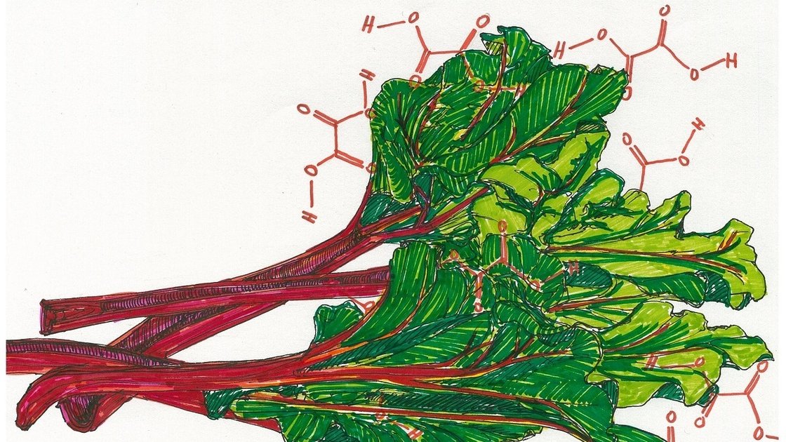 Rhubarb: delicious with strawberry pie, but steer clear of the leaves. Illustration: Rae Ellen Bichell/NPR