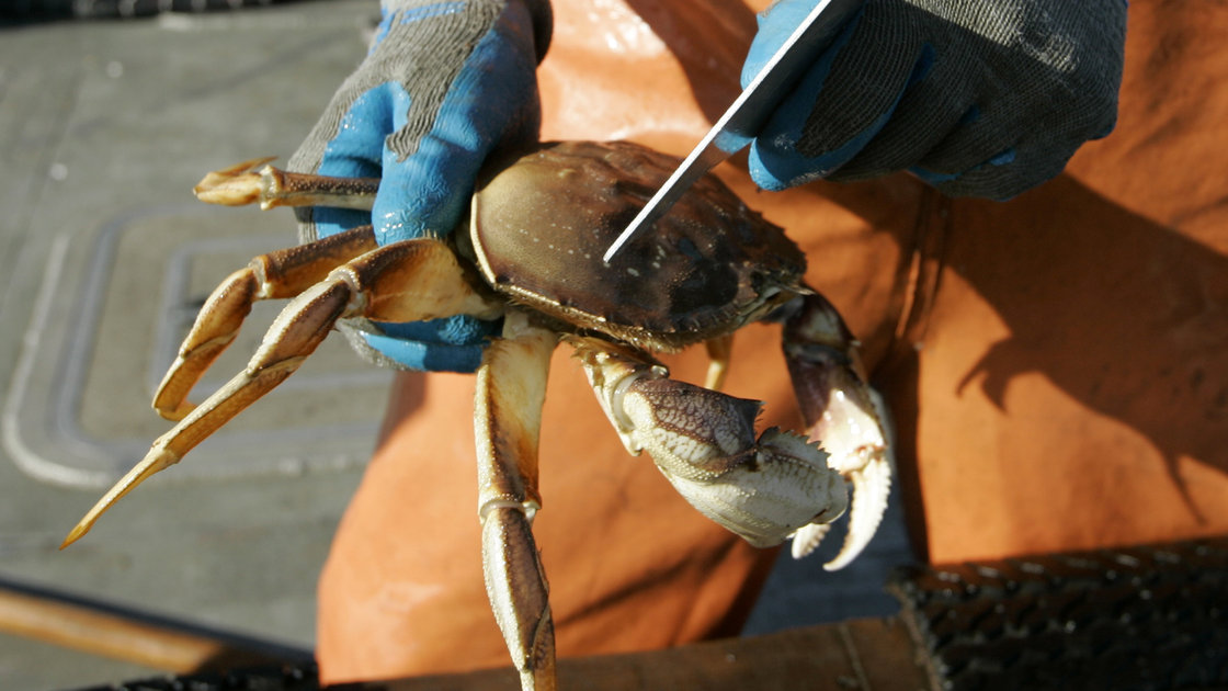 A fisherman checks the measurements of a Dungeness crab he just pulled in from the Pacific Ocean off Marin County, Calif. Photo: Eric Risberg/AP