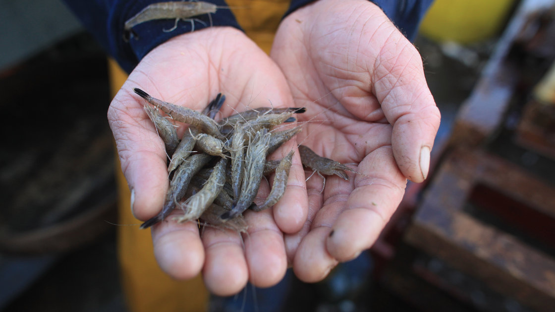 A fisherman holds freshly caught potted brown shrimp in Southport, United Kingdom. Photo: Christopher Furlong/Getty Images