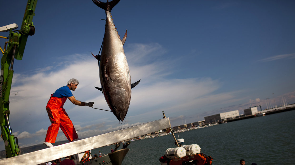 An Almadraba tuna is lifted by a crane in the port of Barbate, Cadiz province, southern Spain. Almadraba tuna is caught by an elaborate and ancient Andalusian fishing method used in Spanish coastal areas close to the Strait of Gibraltar since Phoenician times. Photo: Emilio Morenatti/AP