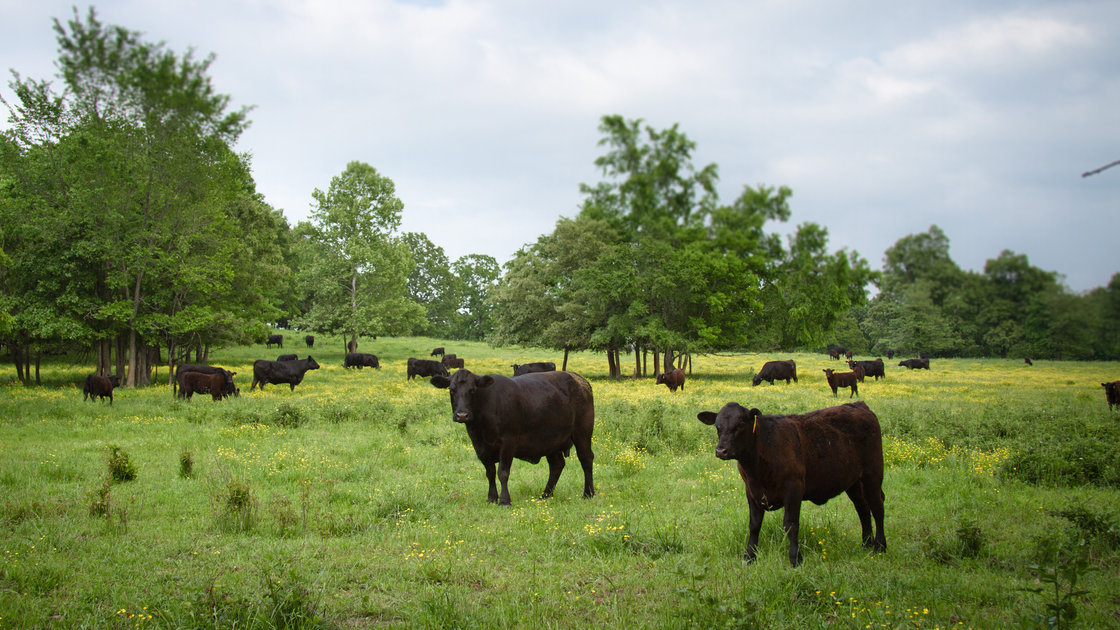 Patricia Whisnant, who runs Rain Crow Ranch in Doniphan, Mo., says her grass-fed beef can compete with the Australian product because it has a better story American consumers can connect with. Photo: Courtesy of Rain Crow Ranch
