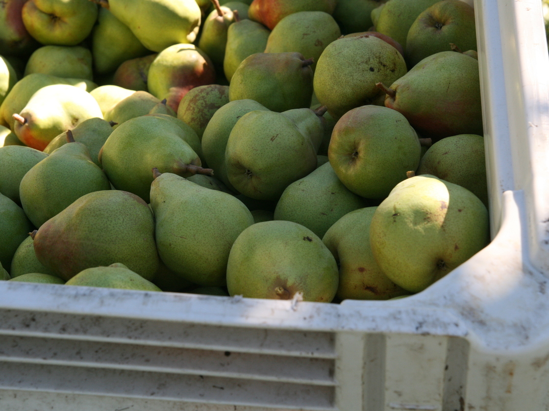Some of this season's Comice pear harvest is rotting in Pacific Northwest orchards because there aren't enough workers to pick it. Photo: Deena Prichep/for NPR