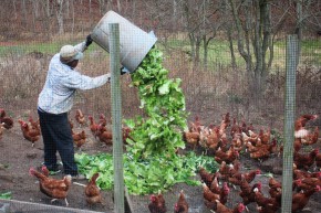 Feeding the chickens at New Morning Farm. Photo: Dan Charles/NPR