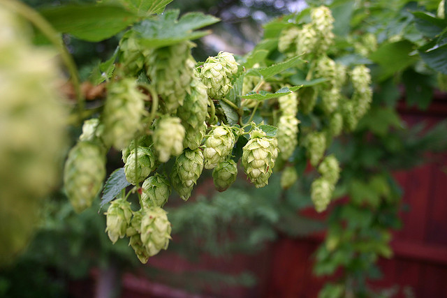 Cascade hops before they're harvested. Photo: Matt & Nicole Cummings/Flickr