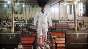 Craig Rowles raises pigs near Carroll, Iowa. The piglets will enter and leave this room as a group. Photo: Dan Charles/NPR